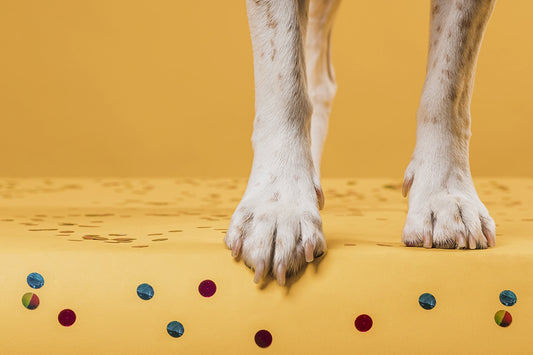 Tlapky psa stojícího na žluté podlaze.